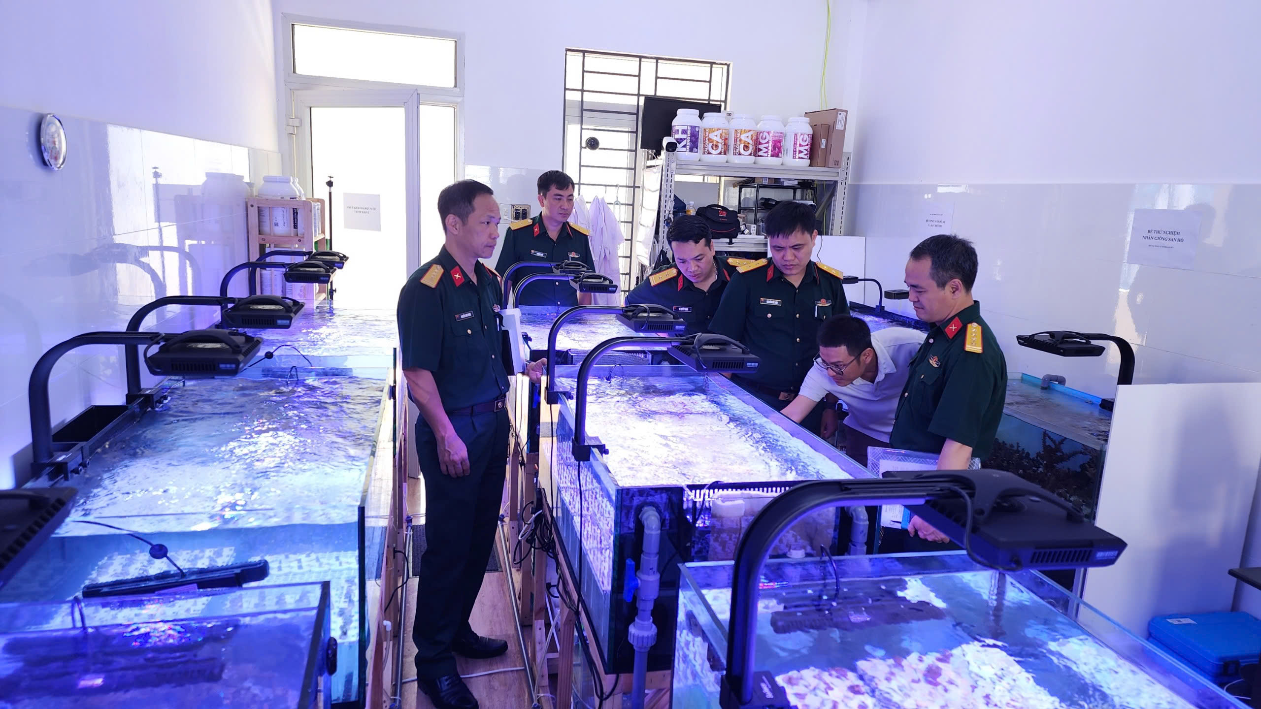 Nghiệm thu đề tài nghiên cứu công nghệ nhân giống và phục hồi san hô bằng phương pháp phân vi mảnh